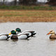 Extreme Mallard Decoys 3 Pack | $32 | Walmart